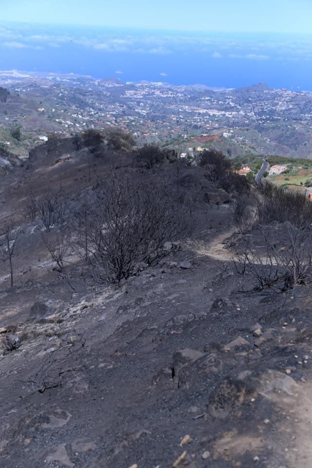 Consecuencias del fuego en la cumbre de Gran Canaria.