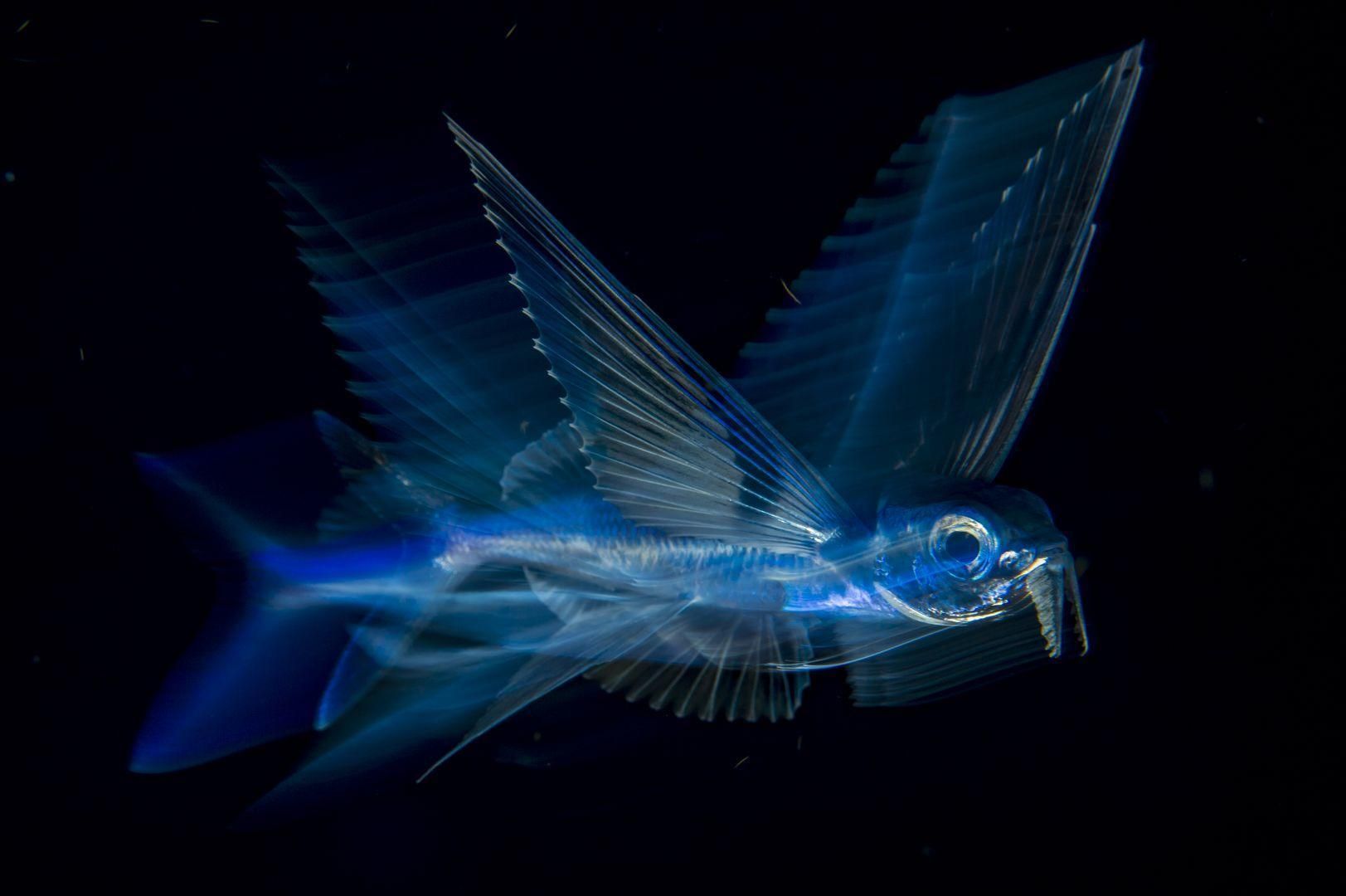 'Flying Fish in Motion' | Michael Patrick O'Neill