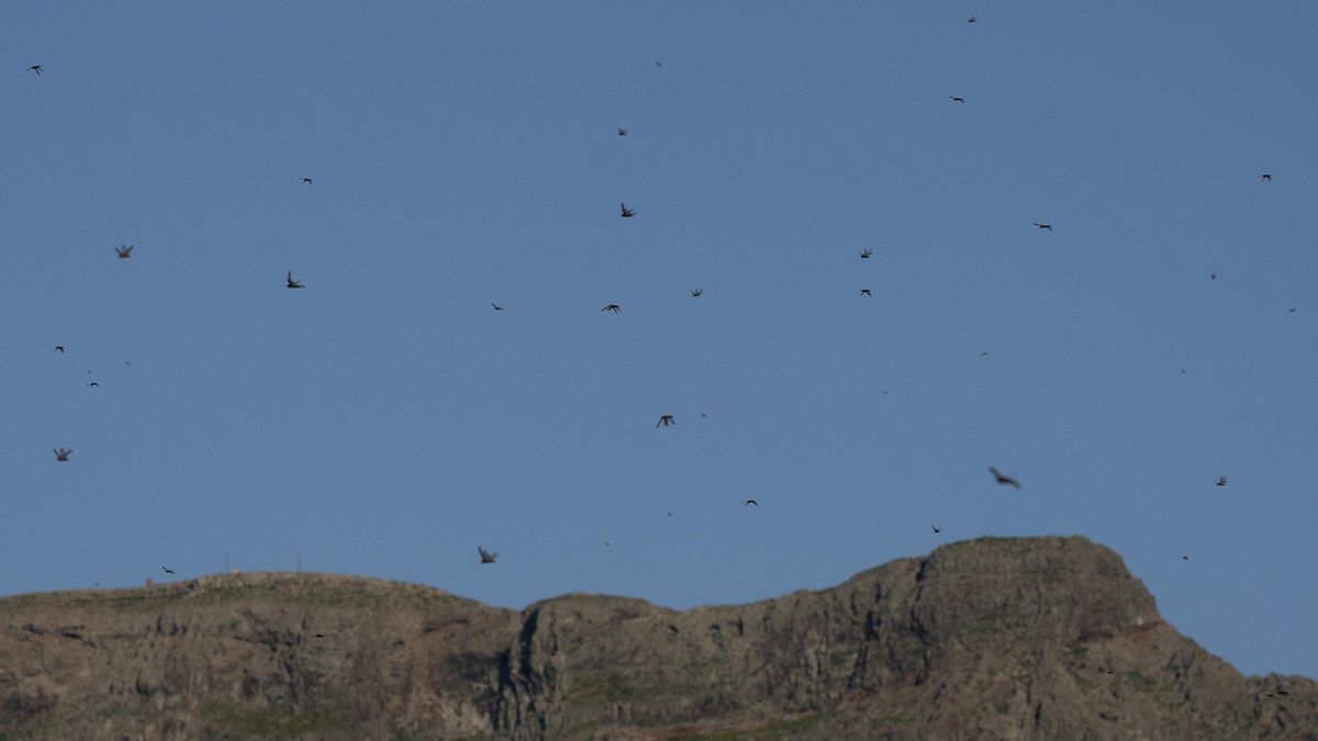 El enjambre de langostas que llegó a Lanzarote se ha dispersado y el Cabildo pide colaboración por si aparecen otros