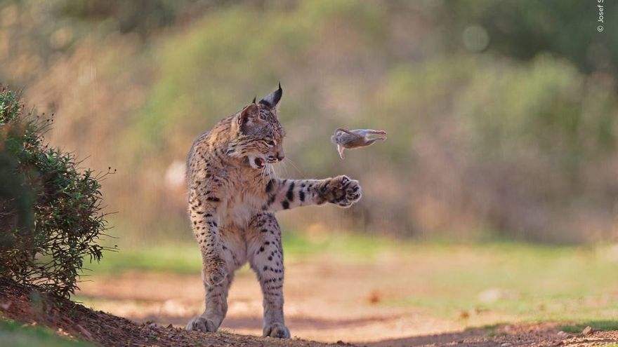 Una foto del lince ibérico gana el Premio del Público del Wildlife Photographer of the Year 2026
