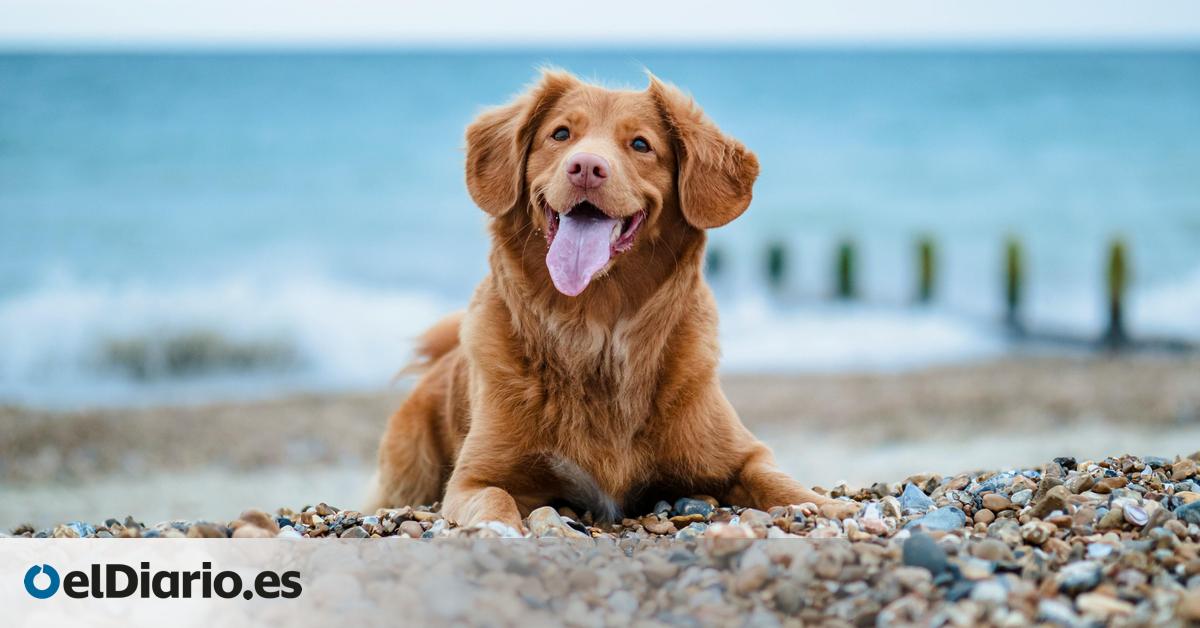 Por qué el otoño es la temporada alta de playas para perros y cinco destinos para disfrutarlo