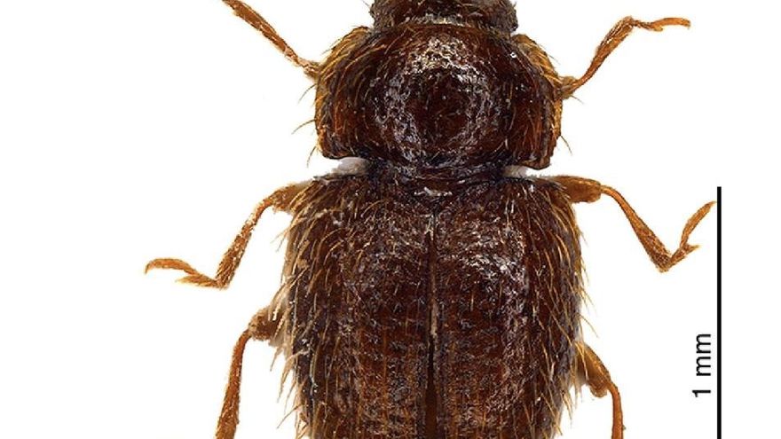 'Mycetaea tenerifensis' Tomaszewska, Arriaga Varela & Szawaryn, 2026. Banco de imágenes Biota del Gobierno de Canarias.