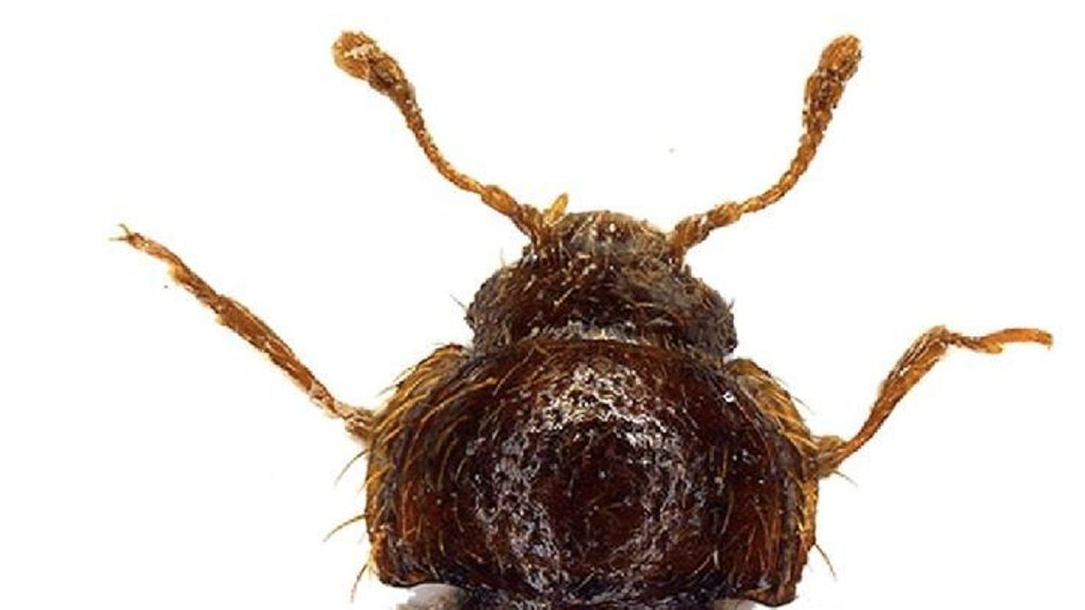 Un nuevo hallazgo para la ciencia aguardaba bajo una higuera en Tenerife