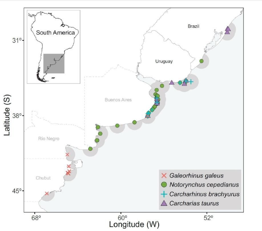 Distribución de registros históricos de neonatos de las cuatro especies a lo largo de la costa de Argentina, Brasil y Uruguay.