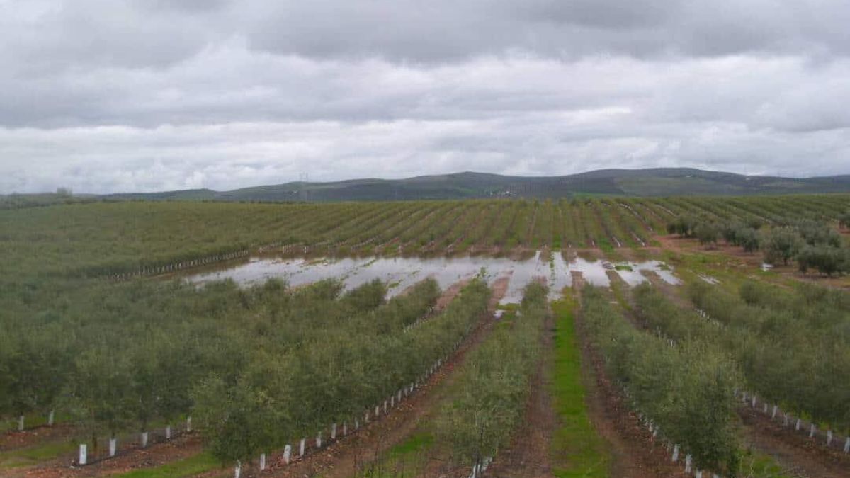 Un olivar súperintensivo sobre un humedal catalogado