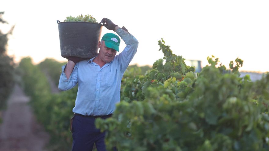 La sequía y las altas temperaturas hacen que mengüe hasta el 50% la producción y la calidad de la uva en Andalucía