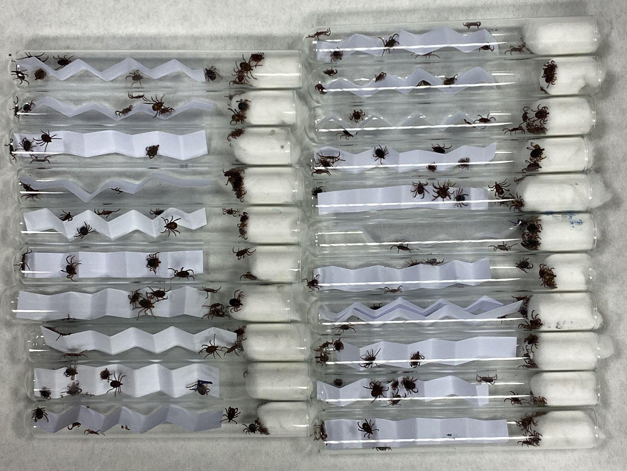 Muestras de garrapatas capturadas en al vega del Jarama, en Madrid