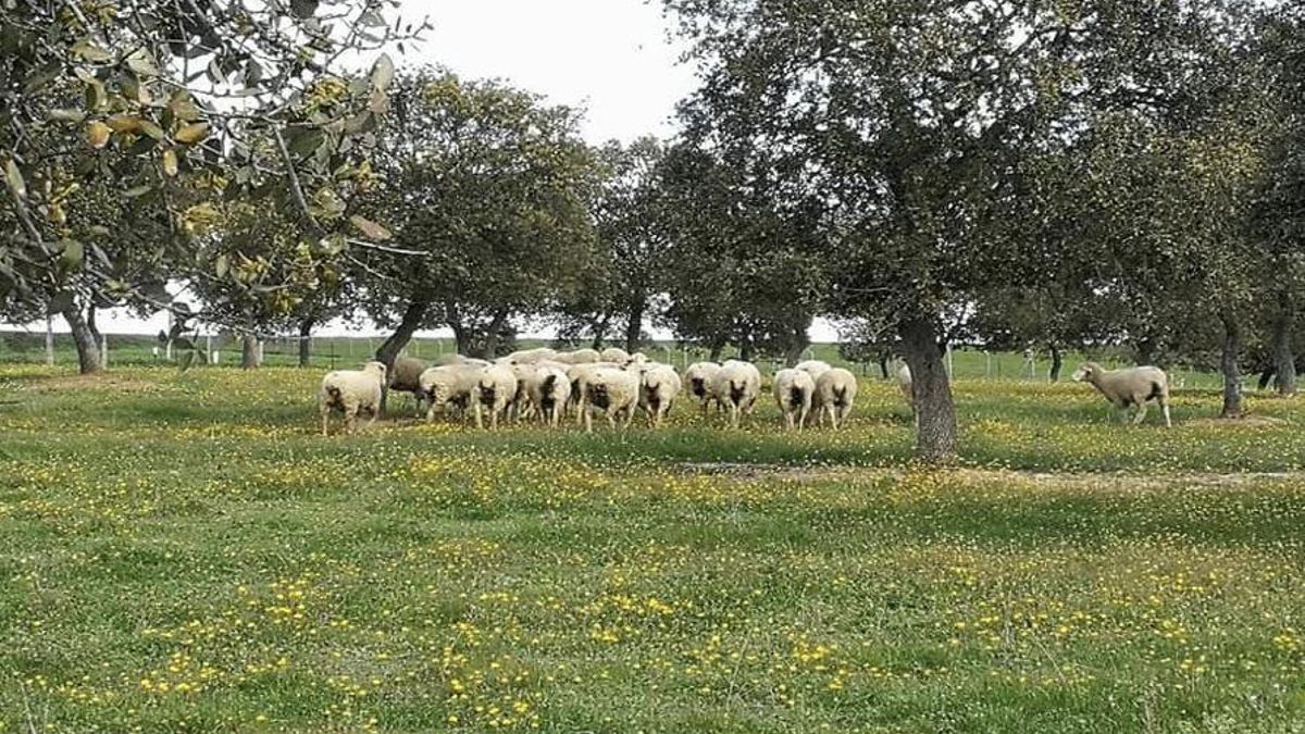 Retos y desafíos del sector agrícola, ganadero y pesquero en un mundo en transformación