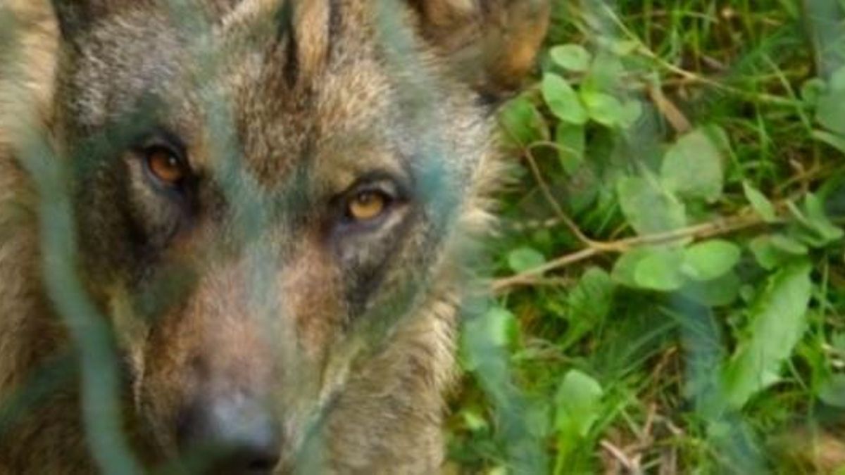 Imagen de archivo de un lobo.