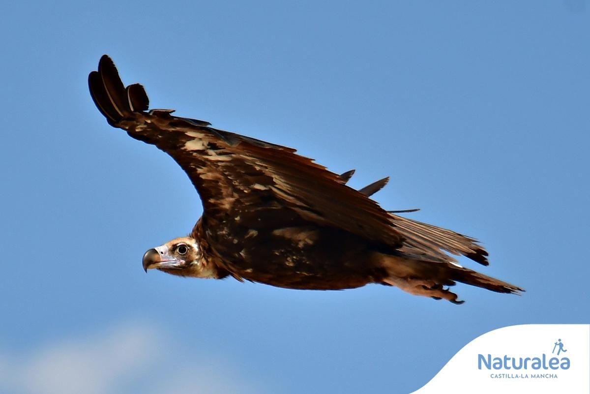Buitre negro en Cabañeros