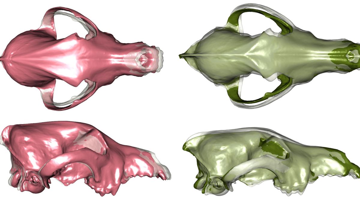 Visualización estática de las diferencias en la forma del cráneo entre los perros modernos (rosa) y los lobos modernos (verde), mostrada en relación con una morfología promedio.
