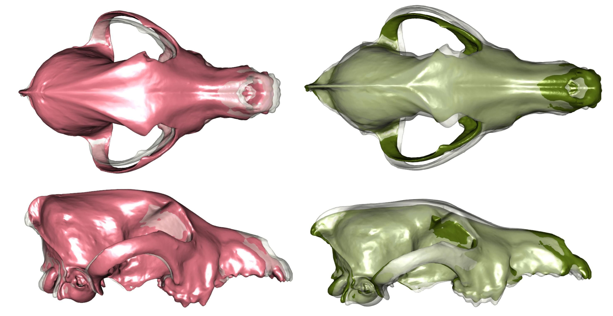 Visualización estática de las diferencias en la forma del cráneo entre los perros modernos (rosa) y los lobos modernos (verde), mostrada en relación con una morfología promedio.