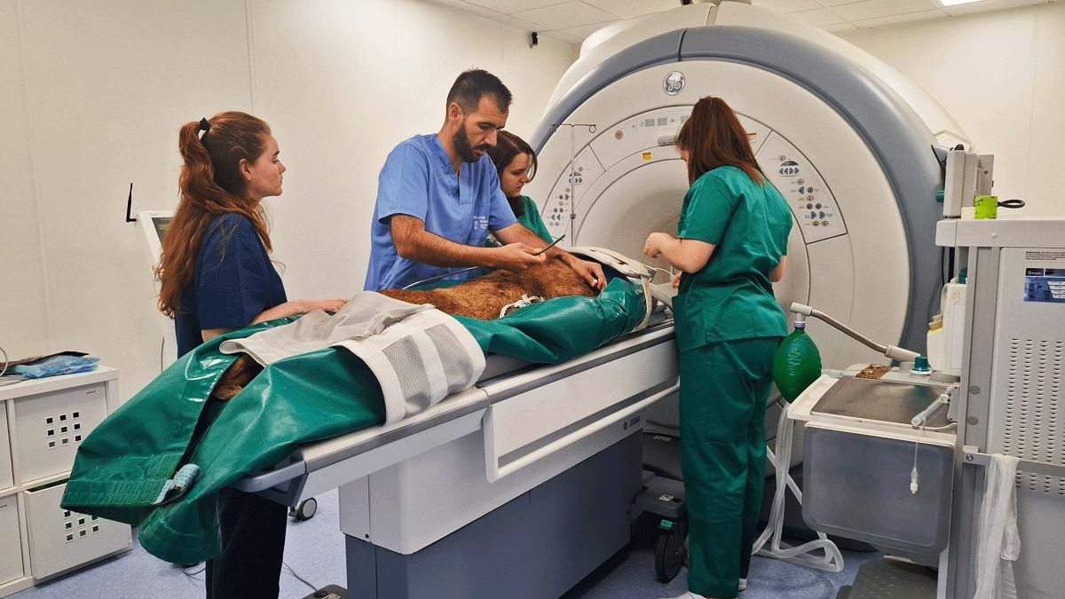 El Hospital Veterinario de la ULE consigue que dos leones africanos de Cabárceno puedan caminar