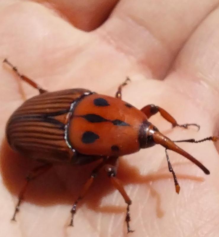 Ejemplar adulto de picudo rojo