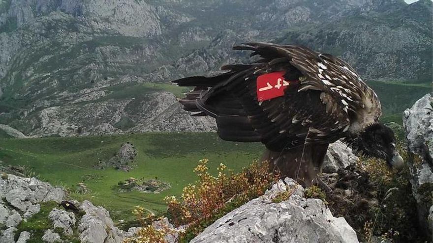 Los quebrantahuesos reintroducidos en Picos de Europa están a medio camino de ser autosostenibles