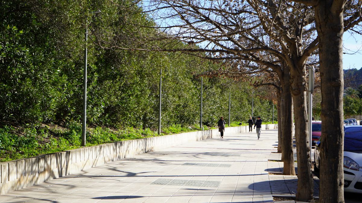 Más sombra en la calle contra las altas temperaturas: Xàtiva refuerza su arbolado urbano frente al cambio climático