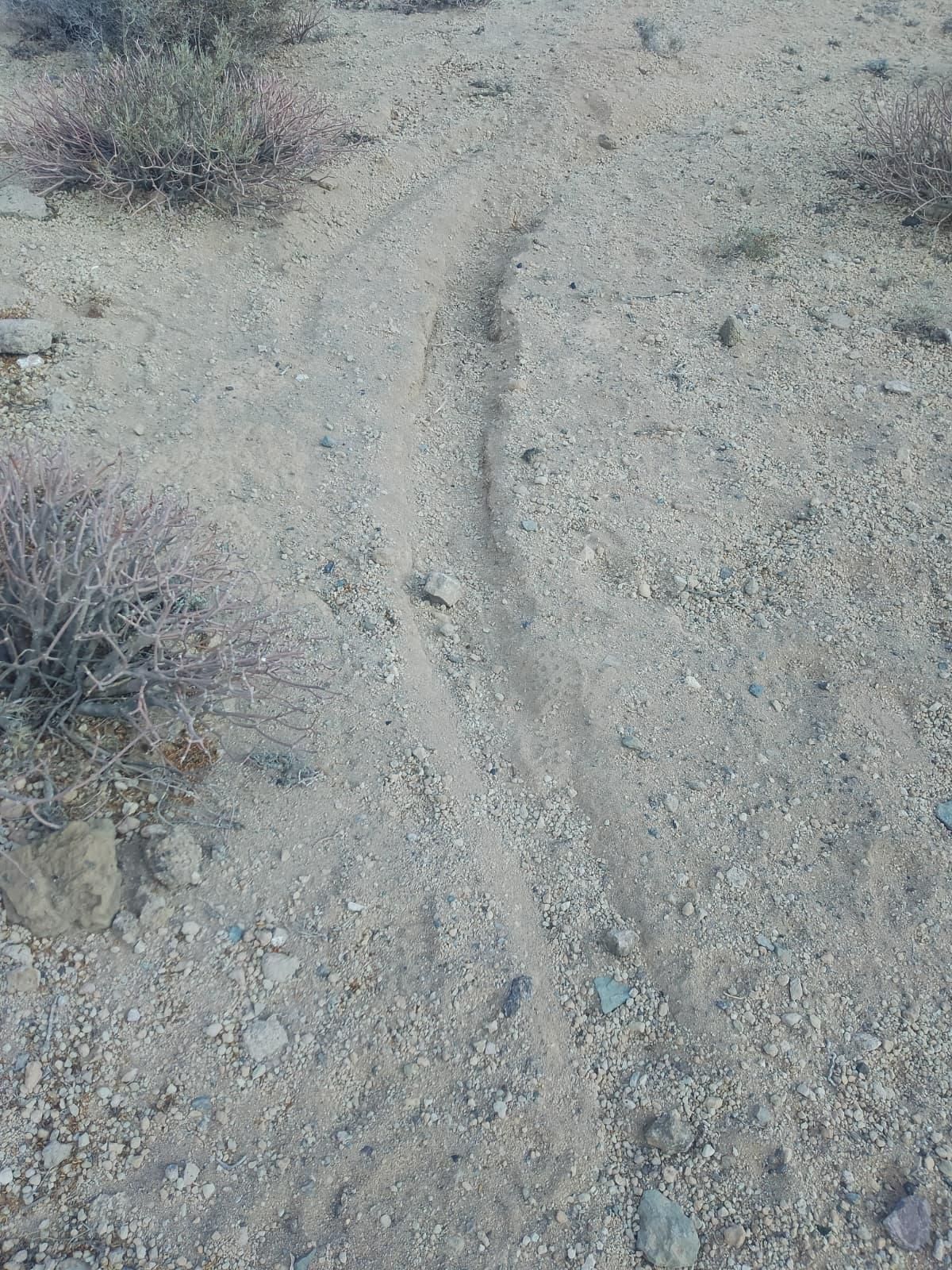 Surcos dejados por las motos junto al yacimiento guanche en el sur de Tenerife.