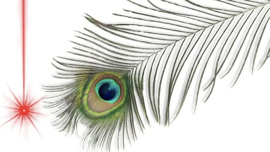 No hay pruebas de que el pavo real use este fenómeno en la naturaleza, pero su plumaje lo permite