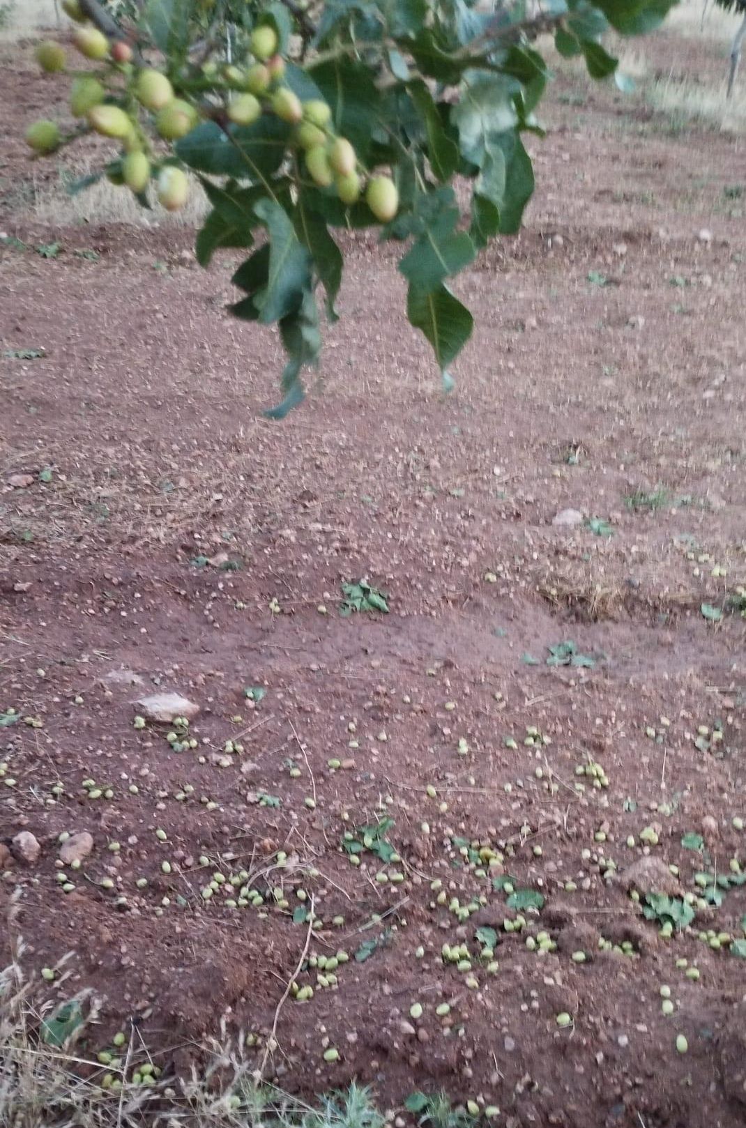 Daños en el pistacho en Albacete