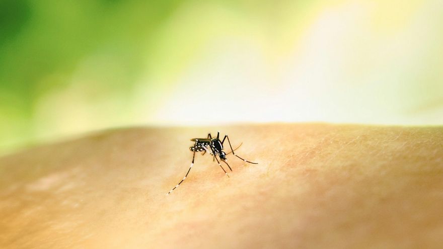 Los mejores trucos para ahuyentar a los mosquitos e impedir que entren en casa este verano