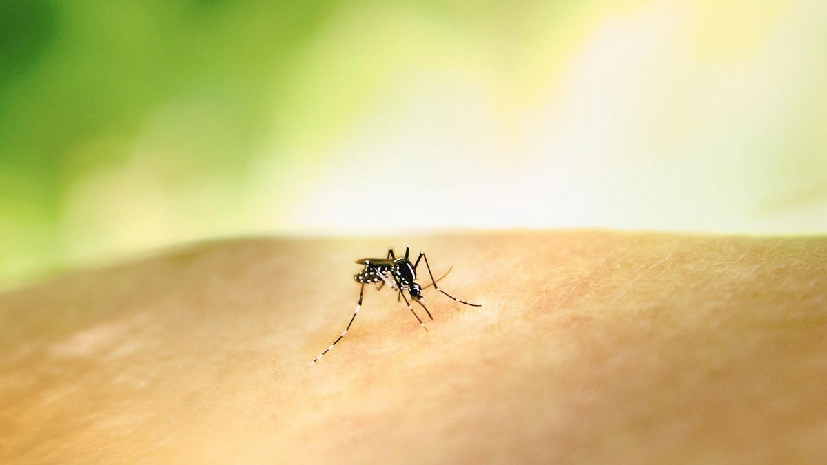 Los mejores trucos para ahuyentar a los mosquitos e impedir que entren en casa este verano