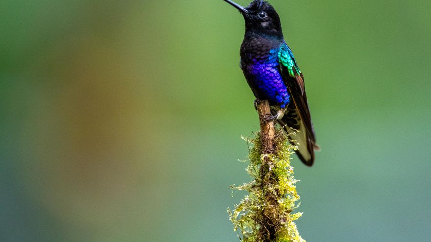 Los colibríes dejan en ridículo a las abejas: polinizan mejor y favorecieron la evolución de miles de flores tropicales