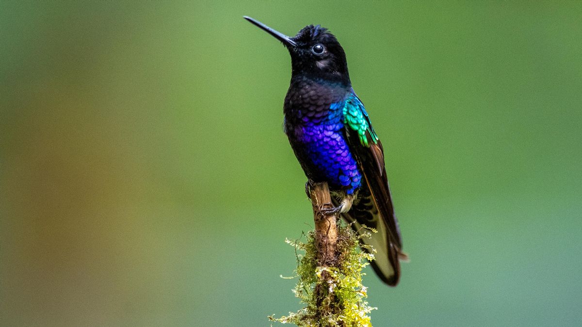 Los colibríes dejan en ridículo a las abejas: polinizan mejor y favorecieron la evolución de miles de flores tropicales