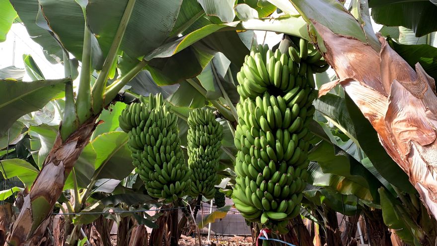 Nace la primera asociación en Canarias que integra a agricultores, ganaderos y pescadores de todo el Archipiélago