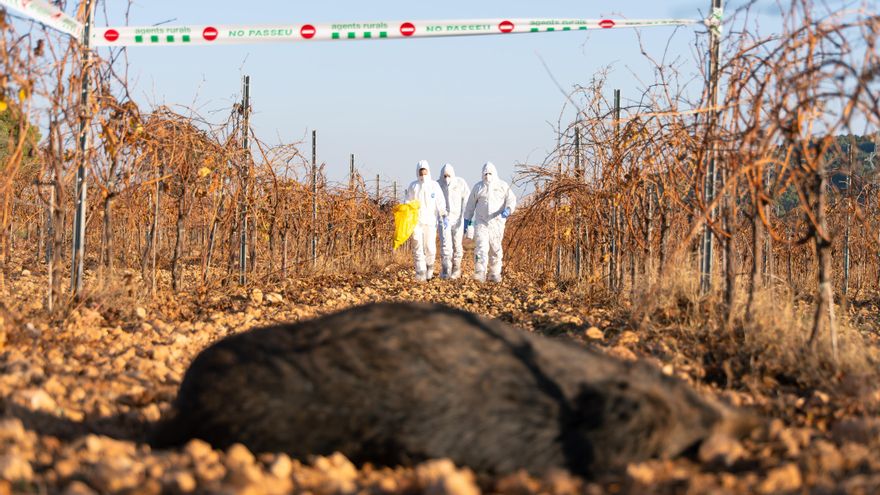 Los primeros análisis descartan el laboratorio de Barcelona como origen del brote de peste porcina