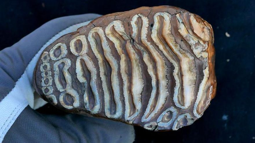 Los restos de un mamut revelan el ADN bacteriano animal más antiguo, de hace más de un millón de años