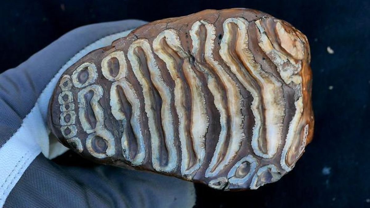 Una de los restos de mamut analizadas en el estudio