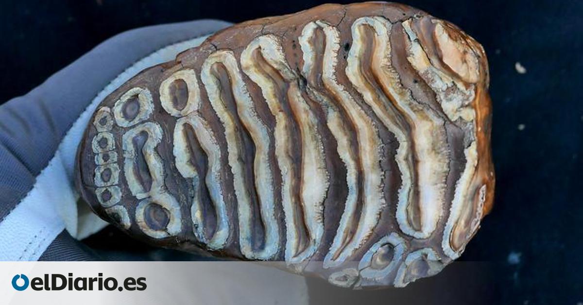 Los restos de un mamut revelan el ADN bacteriano animal más antiguo, de hace más de un millón de años