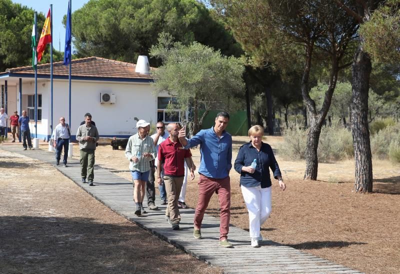 Sánchez y Merkel conocen de cerca el trabajo para recuperar el lince ibérico