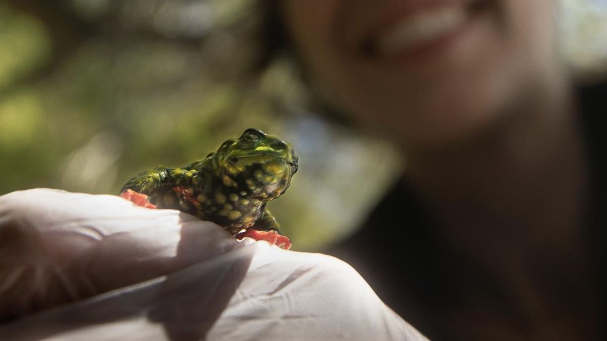 La coloración del sapo sirve para defenderse de los depredadores