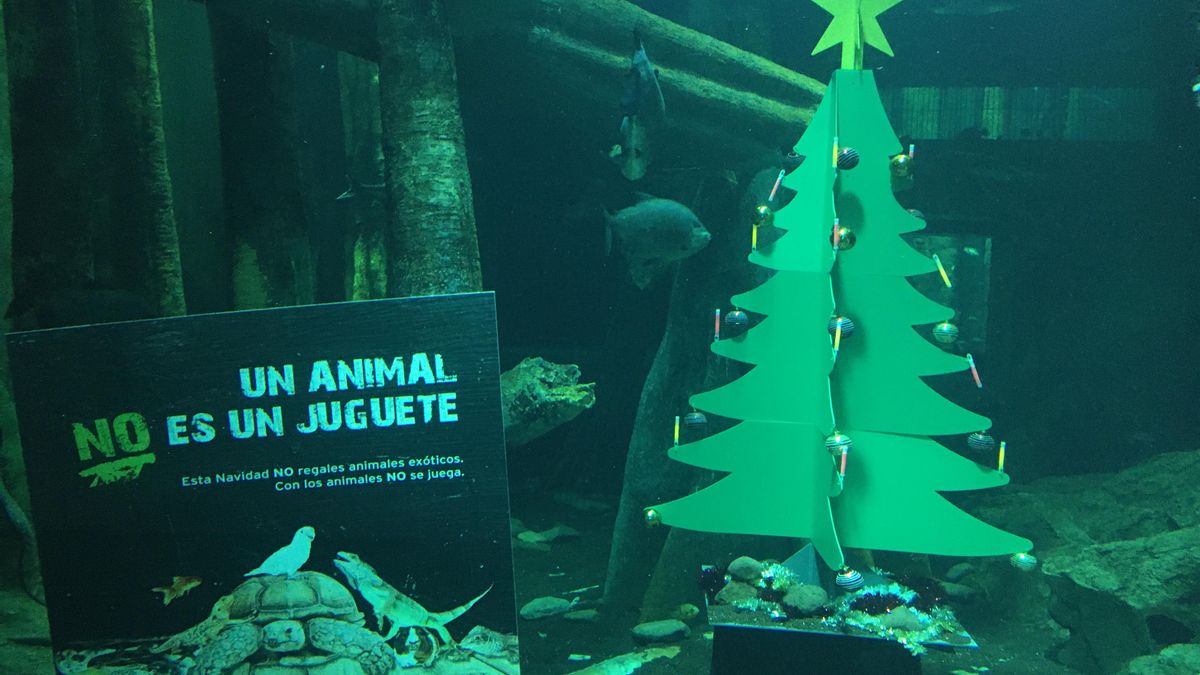 Árbol de Navidad que se coloca en el Acuario de Zaragoza