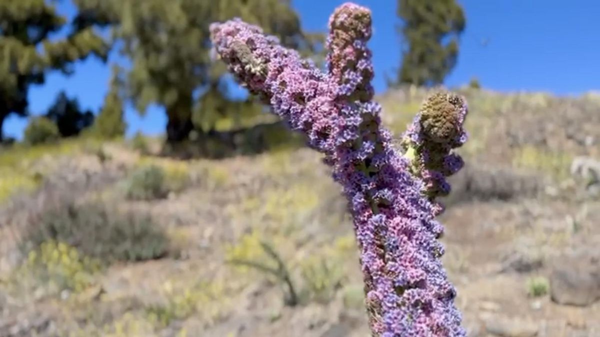 Ejemplar raro de un tajinaste rosado de tres puntas, en la parte alta del cortafuego del Reventón, en  Puntagorda.