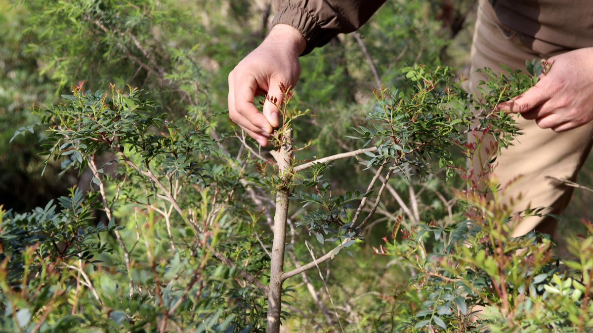 Catalunya limita la recogida del lentisco tras la caída de la trama que saqueó bosques protegidos de Tarragona