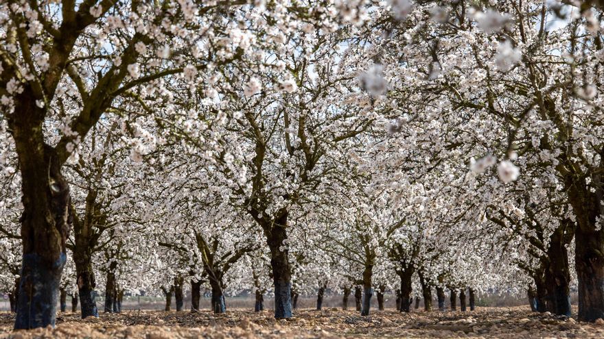 UPA: “La almendra está arrinconada por importaciones y macroexplotaciones sustentadas por fondos de inversión”