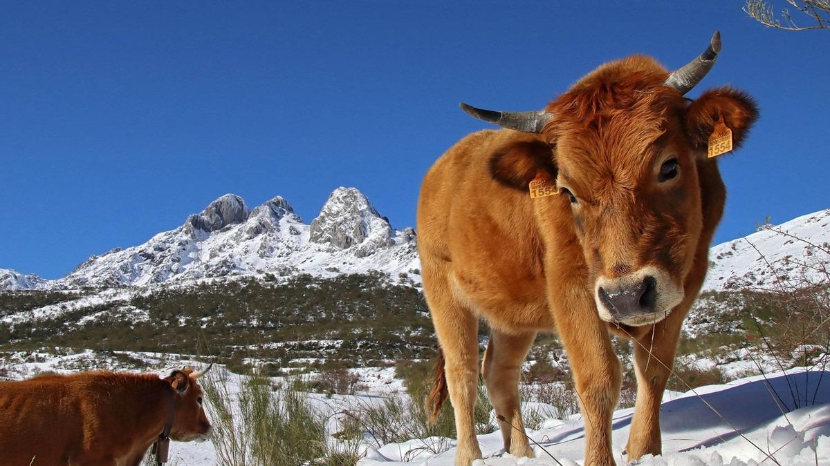 Vacas entre la nieve en la Montaña Leonesa, en una imagen de archivo.