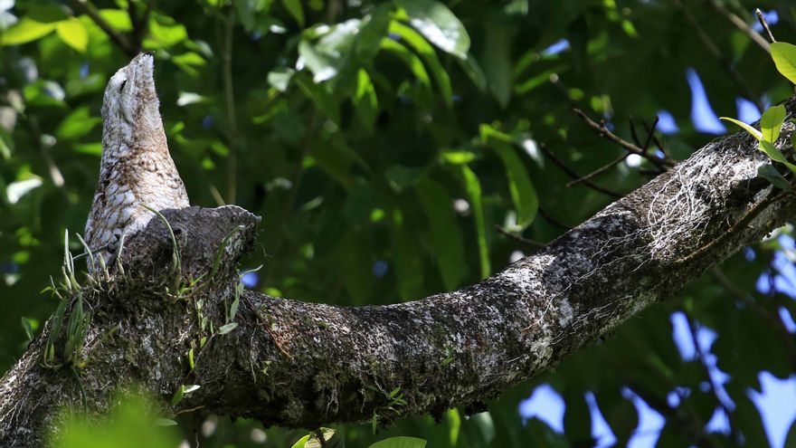 Descubren qué factores influyen en las estrategias de color para el camuflaje de animales