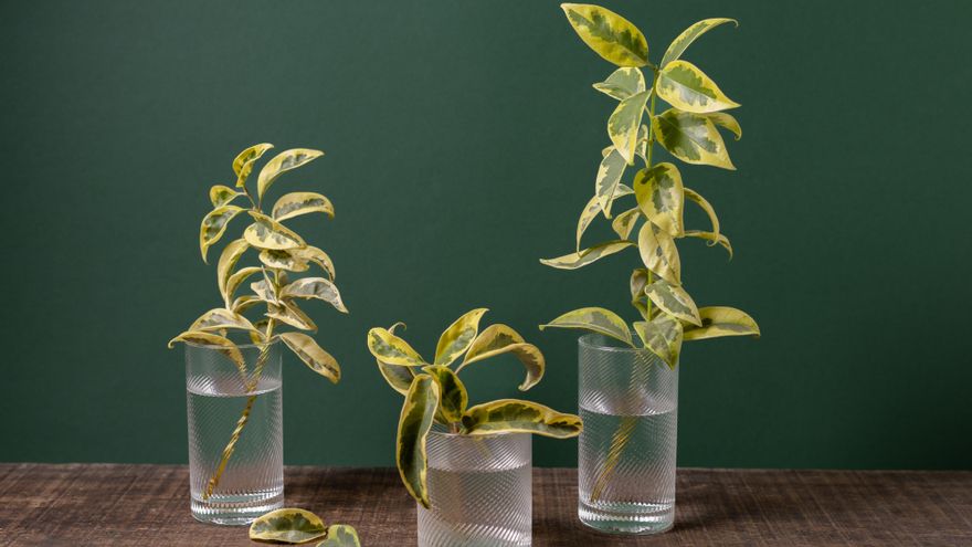 Cuatro plantas de interior que puedes cultivar en agua y sin necesidad de usar macetas con tierra