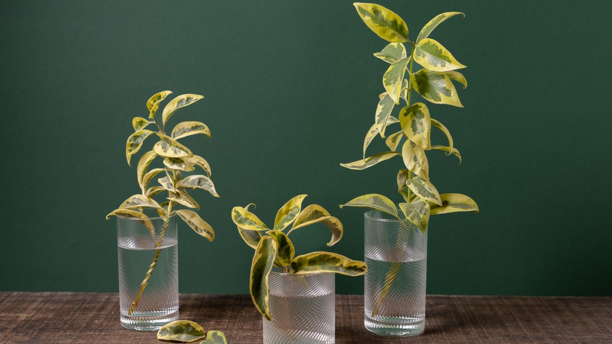 Cuatro plantas de interior que puedes cultivar en agua y sin necesidad de usar macetas con tierra