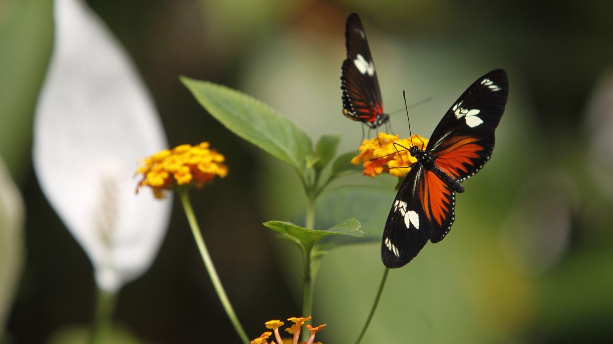 Los dibujos de las alas de las mariposas crean la "ilusión del poste de barbero"