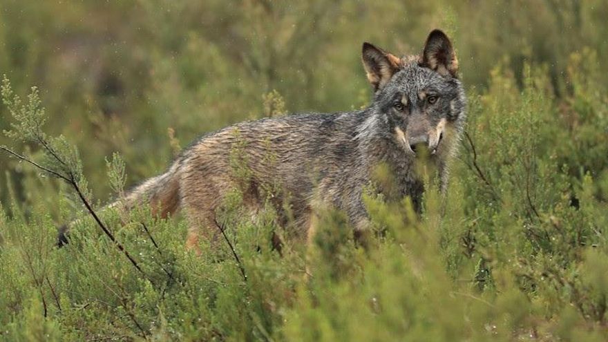 Un informe alerta sobre la delicada situación del lobo ibérico en Asturias por endogamia