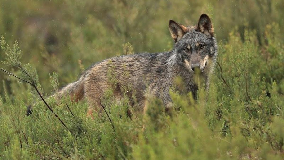 Cantabria recibe 164 alegaciones al futuro Plan de Gestión del Lobo, la mayoría de ecologistas y una del Miteco