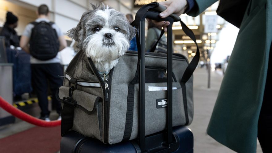 Perros bienvenidos en cabina: en este país pueden viajar los de gran tamaño
