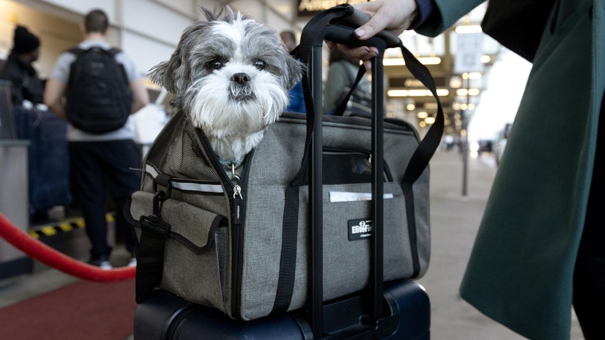 Perros bienvenidos en cabina: en este país pueden viajar los de gran tamaño