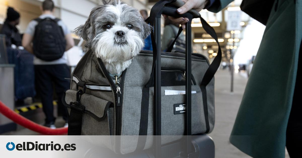 Perros bienvenidos en cabina: en este país pueden viajar los de gran tamaño