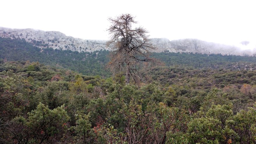 La falta de agua en España amenaza a los bosques tanto o más que los incendios