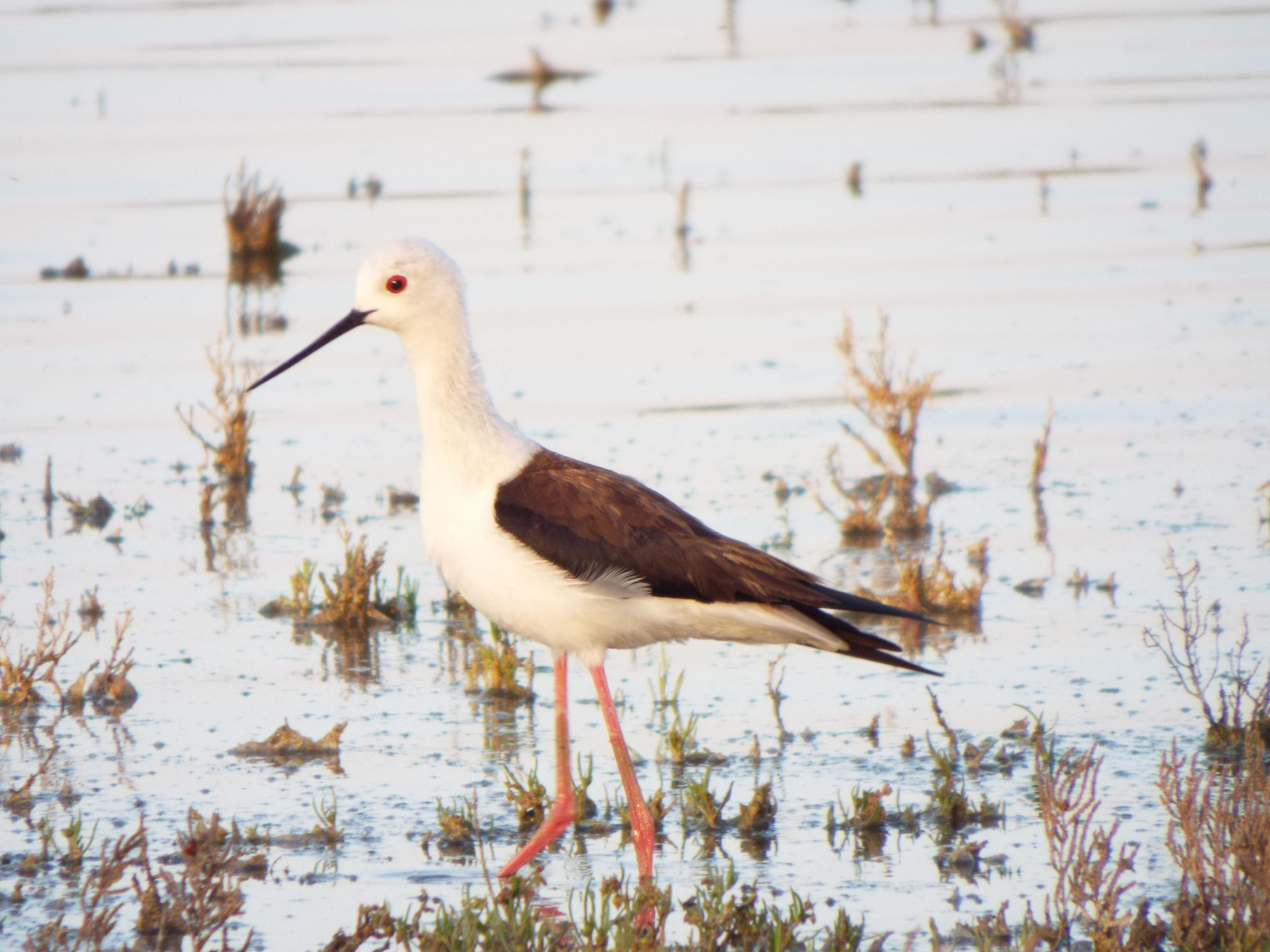 Una cigüeñela común en el entorno de La Inesperada